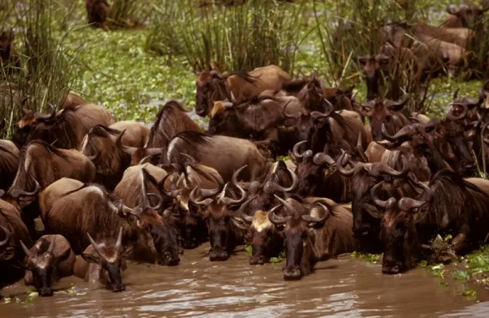 Framed Print : Wildebeest - in swamp during migration - Masai Mara National Reserve, Kenya JFL04144 Framed Print : Wildebeest - in swamp during migration - Masai Mara National Reserve, Kenya JFL04144