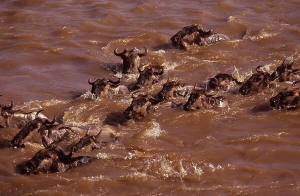 Wildebeest - swimming across river during migration, Masai Mara National Reserve, Kenya JFL03350