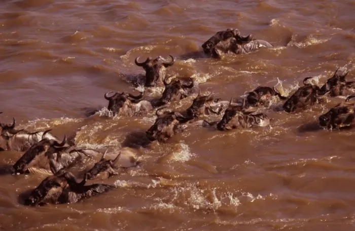Framed Print : Wildebeest - swimming across river during migration, Masai Mara National Reserve, Kenya JFL03350