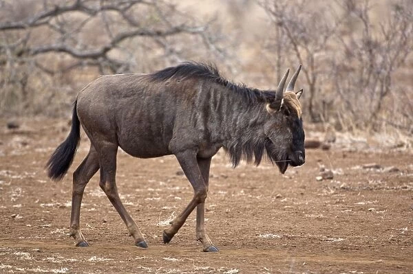 Wildebeest - walking - Kruger National Park - South Africa