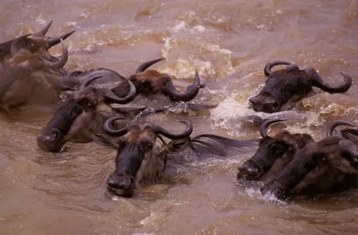Framed Print : Wildebeest - in water on migration - Maasai Mara National Reserve - Kenya JFL01831 Framed Print : Wildebeest - in water on migration - Maasai Mara National Reserve - Kenya JFL01831