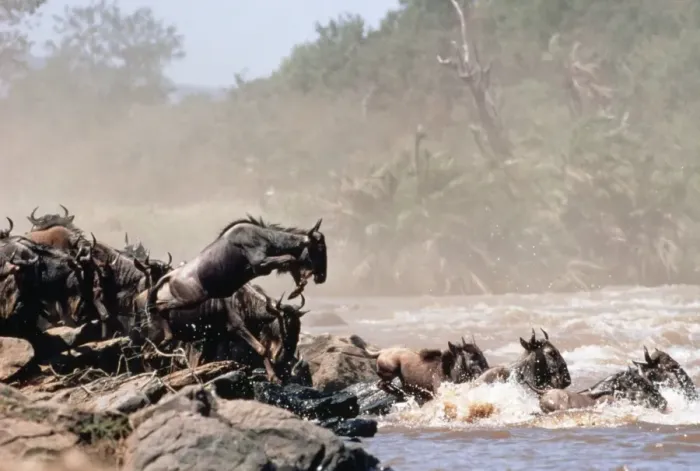 Framed Print : Wildebeest YAB 1270 Migrating © Yann Arthus-Bertrand / ardea. com Framed Print : Wildebeest YAB 1270 Migrating © Yann Arthus-Bertrand / ardea. com