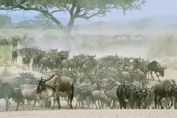 Framed Print : Wildebeeste - migration, Serengeti, Tanzania, Africa Framed Print : Wildebeeste - migration, Serengeti, Tanzania, Africa