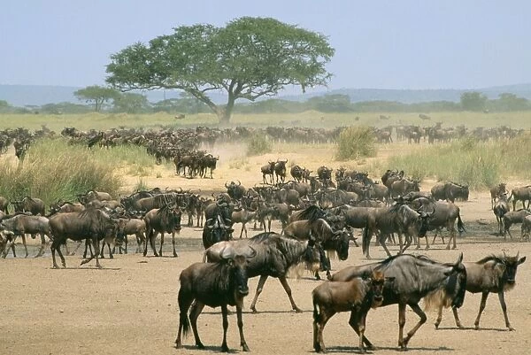 Wildebeeste - migration, Serengeti, Tanzania, Africa