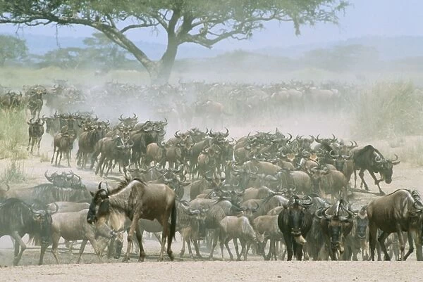Wildebeeste - migration, Serengeti, Tanzania, Africa