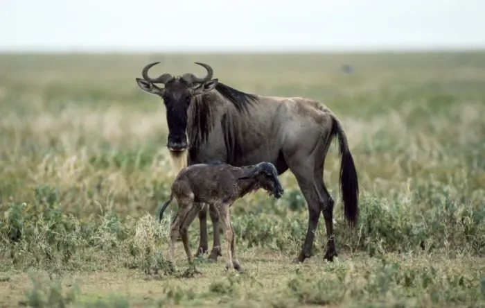 Framed Print : Wildebeeste - mother given birth to baby Framed Print : Wildebeeste - mother given birth to baby