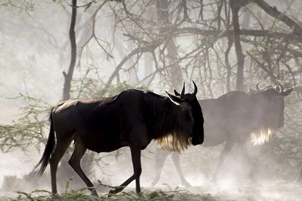 Wildebeests - On migration - Ndutu - Ngorongoro Conservation Area - Tanzania - Africa
