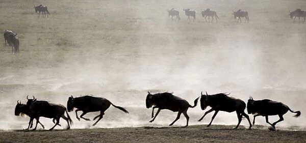 Wildebeests - On migration - Ndutu Ngorongoro Conservation Area - Africa 9874