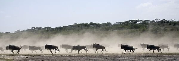 Wildebeests - On migration - Between Serengeti and Ndutu - Ngorongoro Conservation Area - Tanzania - Africa