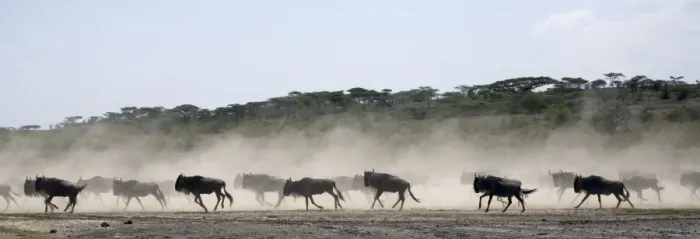 Framed Print : Wildebeests - On migration - Between Serengeti and Ndutu - Ngorongoro Conservation Area - Tanzania - Africa Framed Print : Wildebeests - On migration - Between Serengeti and Ndutu - Ngorongoro Conservation Area - Tanzania - Africa