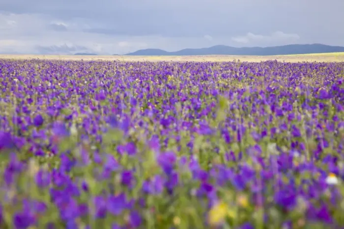 Framed Print : Wildflower Meadow - Extremadura, Spain Framed Print : Wildflower Meadow - Extremadura, Spain