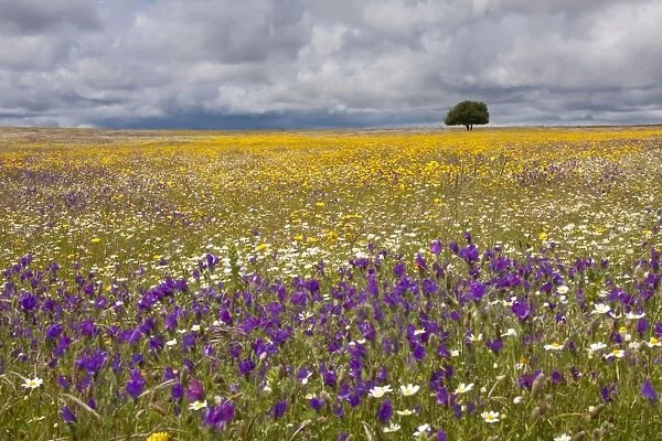 Wildflower Meadow - Malpartida de Caceres - Extremadura, Spain