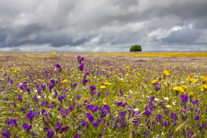 Framed Print : Wildflower Meadow - Malpartida de Caceres - Extremadura - Spain Framed Print : Wildflower Meadow - Malpartida de Caceres - Extremadura - Spain