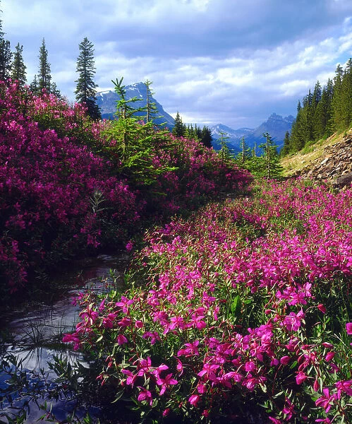 Wildflowers in Banff National Park. Alberta