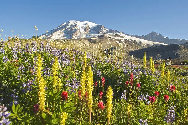 Wildflowers In Mount Rainier National Park