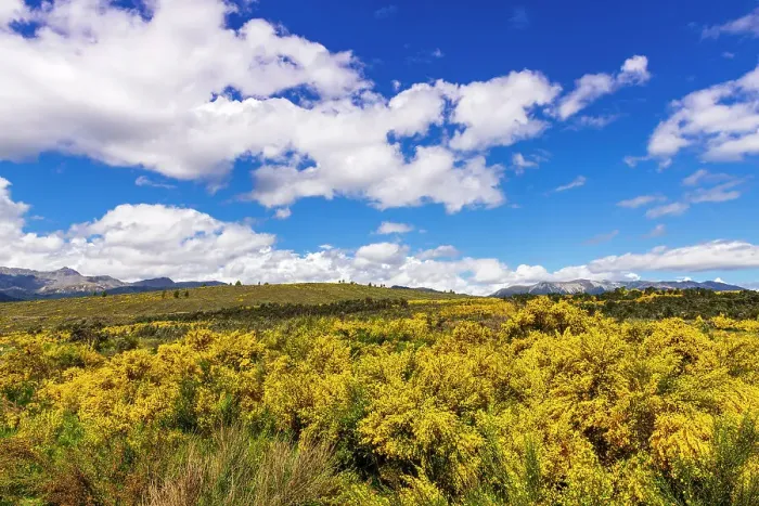 Framed Print : Wildflowers on rolling hills above Lake Te Anau, South Island, New Zealand Date: 01-07-2021