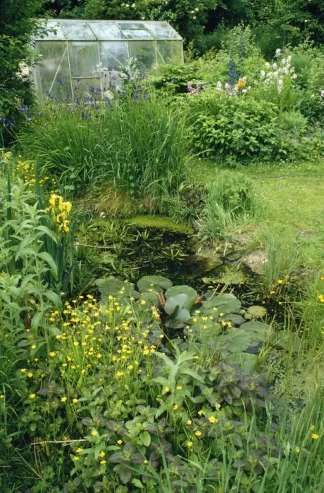 Framed Print : Wildlife Garden - with pond & Greenhouse Damerham, Hants. UK Framed Print : Wildlife Garden - with pond & Greenhouse Damerham, Hants. UK