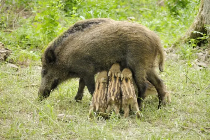 Framed Print : Wildschwein Framed Print : Wildschwein