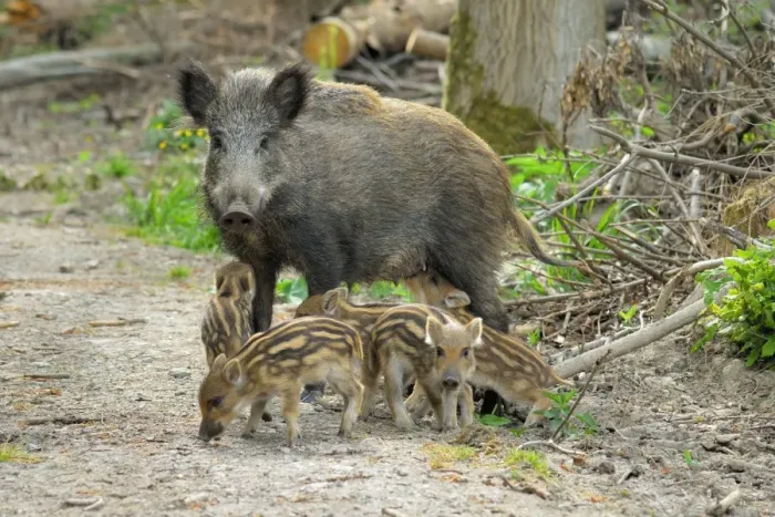 Framed Print : Wildschwein Framed Print : Wildschwein