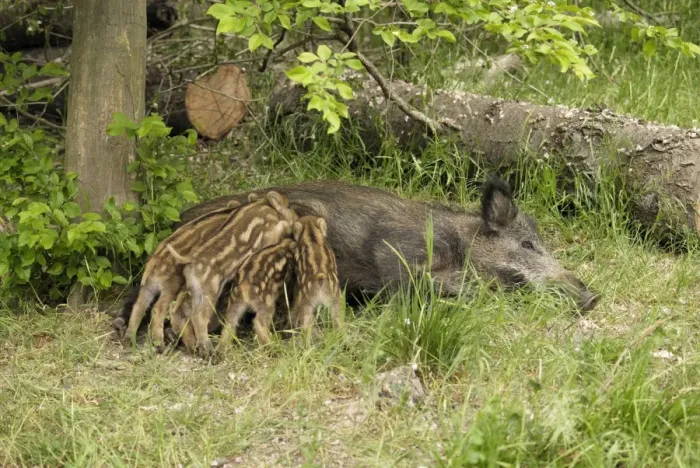 Framed Print : Wildschwein