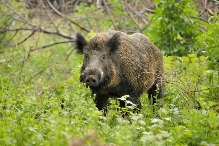 Framed Print : Wildschwein Framed Print : Wildschwein