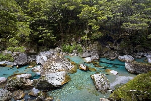 Wildwater river clear water running through a gorge in lush Southern Beech forest alongside the Routeburn Track Mount Aspiring National Park, Wanaka District, South Island, New Zealand