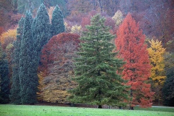 Wilhems Hoehe Park - Trees at autumn - Kassel - N. Hessen - Germany