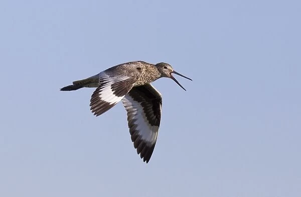 Willet - adult calling in flight - July in Wyoming - USA