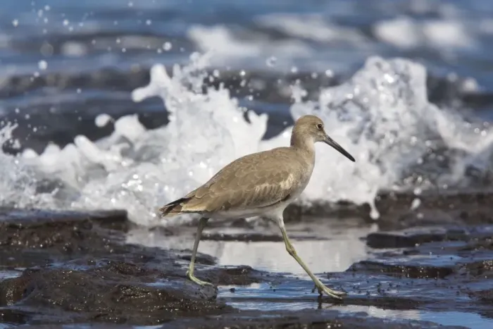 Framed Print : Willet (Catoptrophorus semipalmatus) in winter plumage, feeding at tide-line. Galapagos Framed Print : Willet (Catoptrophorus semipalmatus) in winter plumage, feeding at tide-line. Galapagos