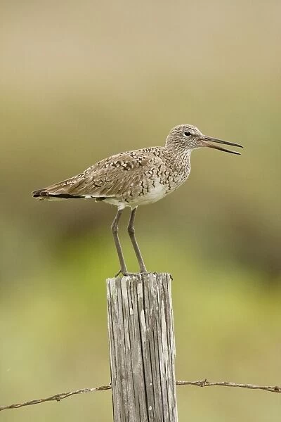 Willet Texas in March