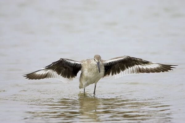 Willet - wing flapping after washing, Fort de Soto, florida, USA BI002074