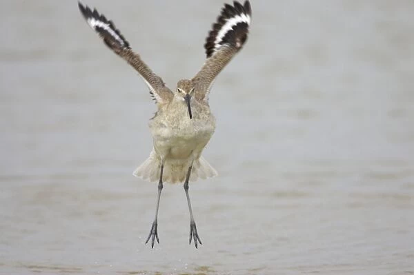 Willet - wing flapping after washing, Fort de Soto, florida, USA BI002077