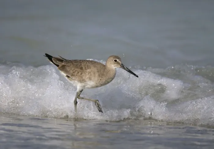 Framed Print : Willet - winter Florida, USA Framed Print : Willet - winter Florida, USA