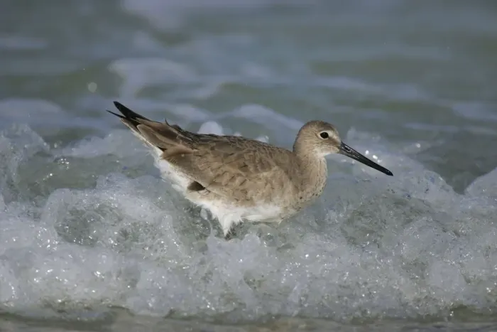 Framed Print : Willet - in winter Florida, USA Framed Print : Willet - in winter Florida, USA