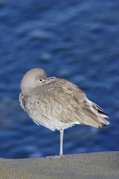 Willet winter in Florida, USA