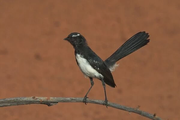 Willie Wagtail At Lajamanu, an aboriginal community on the northern edge of the Tanami Desert. Northern Territory, Australia. Extremely common right throughout Australia in all habitats except for the densest of forests