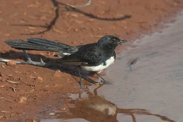 Willie Wagtail At Lajamanu, an aboriginal community on the northern edge of the Tanami Desert. Northern Territory, Australia. Extremely common right throughout Australia in all habitats except for the densest of forests