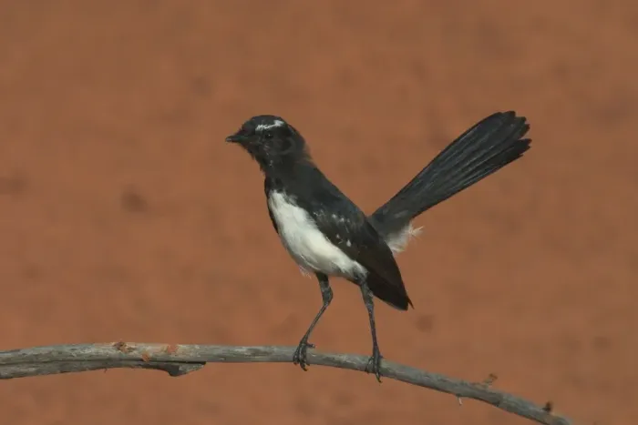 Framed Print : Willie Wagtail At Lajamanu, an aboriginal community on the northern edge of the Tanami Desert. Northern Territory, Australia. Extremely common right throughout Australia in all habitats except for the densest of forests Framed Print : Willie Wagtail At Lajamanu, an aboriginal community on the northern edge of the Tanami Desert. Northern Territory, Australia. Extremely common right throughout Australia in all habitats except for the densest of forests
