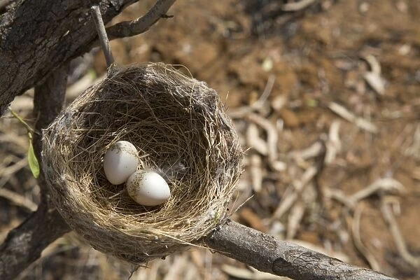Willie Wagtail nest and eggs At Mt Barnett, Gibb River Road, Kimberley, Western Australia