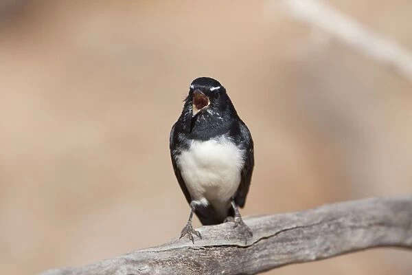 Willie Wagtail - singing
