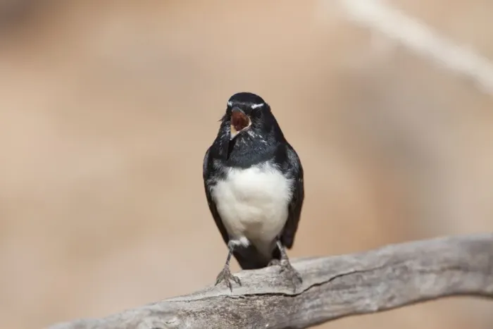 Framed Print : Willie Wagtail - singing Framed Print : Willie Wagtail - singing