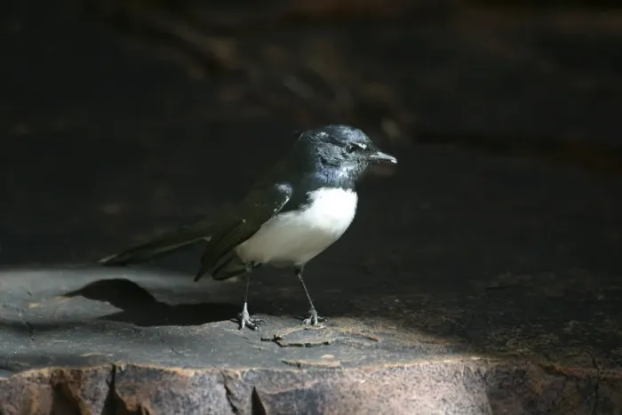 Framed Print : Willie Wagtail Trephina Gorge Nature Park, Northern Territory, Australia Framed Print : Willie Wagtail Trephina Gorge Nature Park, Northern Territory, Australia