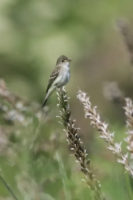Framed Print : Willow Flycatcher Framed Print : Willow Flycatcher