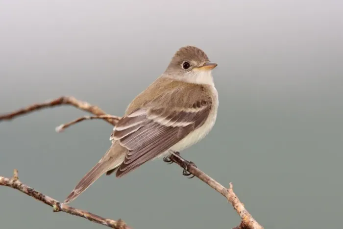 Framed Print : Willow Flycatcher - June - CT - USA Framed Print : Willow Flycatcher - June - CT - USA