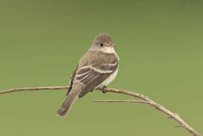 Framed Print : Willow Flycatcher - June - CT - USA Framed Print : Willow Flycatcher - June - CT - USA