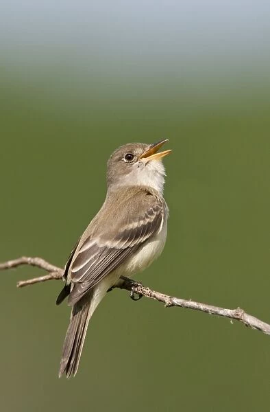 Willow Flycatcher - singing - June - CT - USA