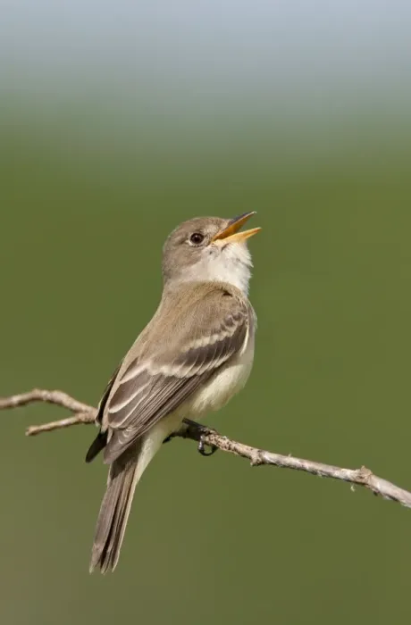Framed Print : Willow Flycatcher - singing - June - CT - USA Framed Print : Willow Flycatcher - singing - June - CT - USA