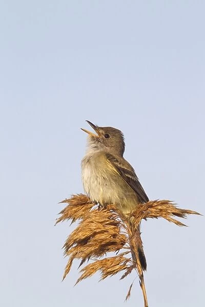 Willow Flycatcher - singing - spring - Connecticut - USA