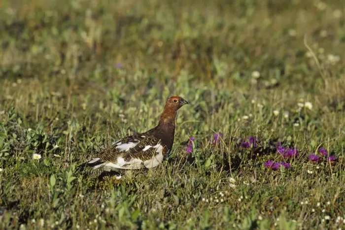 Framed Print : Willow Ptarmigan - male on tundra - Arctic National Wildlife Refuge - Alaska - Summer Bg378 Framed Print : Willow Ptarmigan - male on tundra - Arctic National Wildlife Refuge - Alaska - Summer Bg378