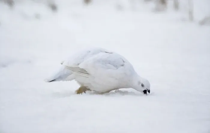 Framed Print : Willow Ptarmigan - winter plumage Alaska Framed Print : Willow Ptarmigan - winter plumage Alaska